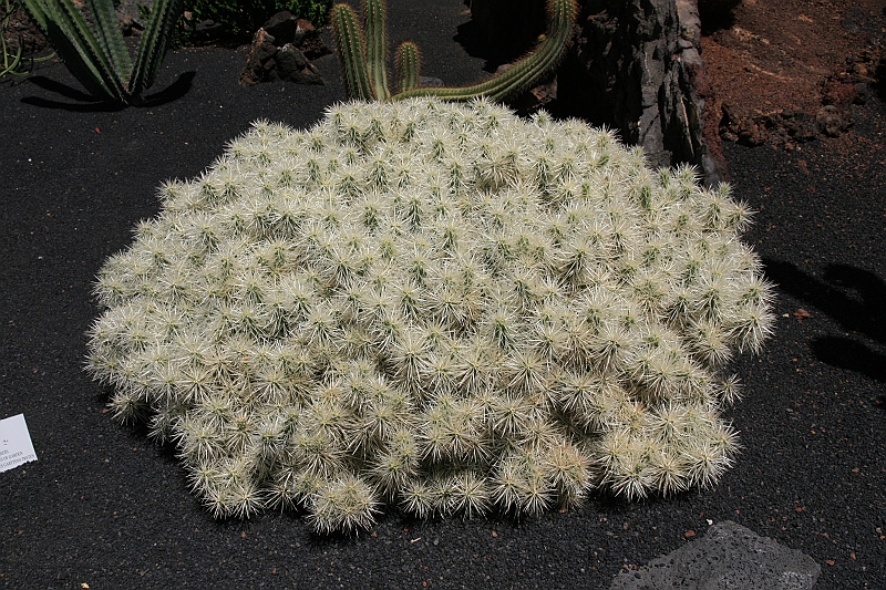 Kanary_2010 226